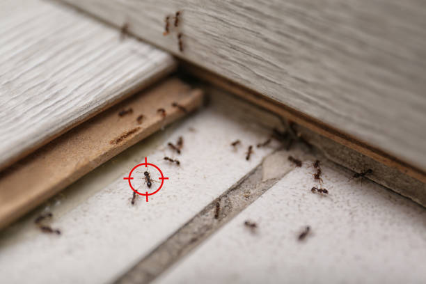 Best Termite Control Services  in Dubach, LA
