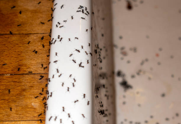 Best Spider Control Near Me  in Dubach, LA